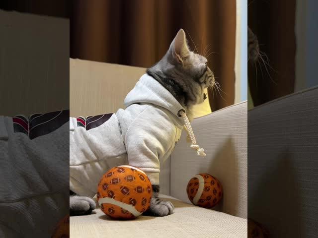 pet cat tennis ball toy